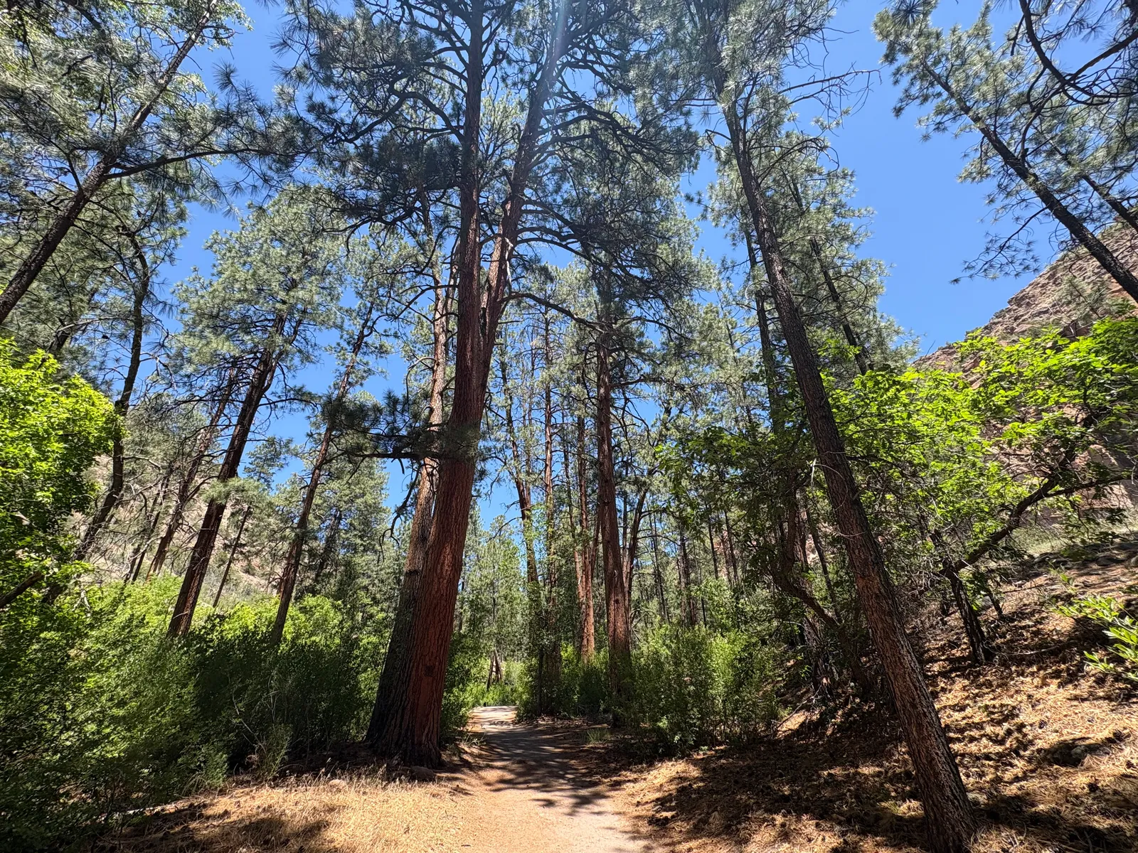 Bandelier canyon scenery