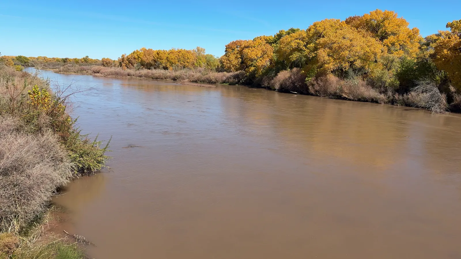 Cottonwood trees along the Rio Grande Bosque in Albuquerque
