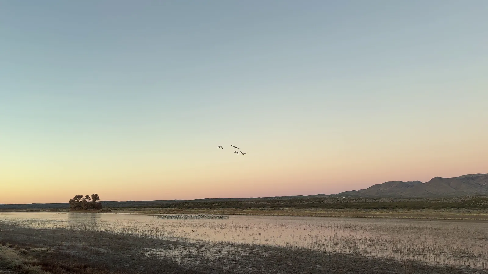 Photograph of Cranes at Bosque Del Apache National Wildlife Refuge, New Mexico.