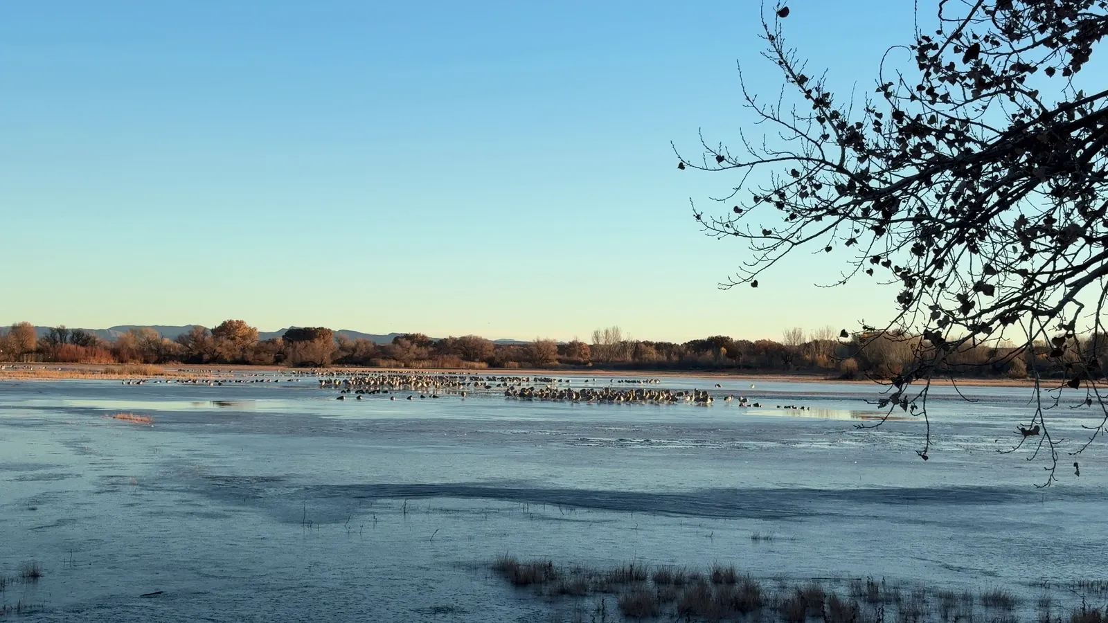 Photograph of Cranes2 at Bosque Del Apache National Wildlife Refuge, New Mexico.