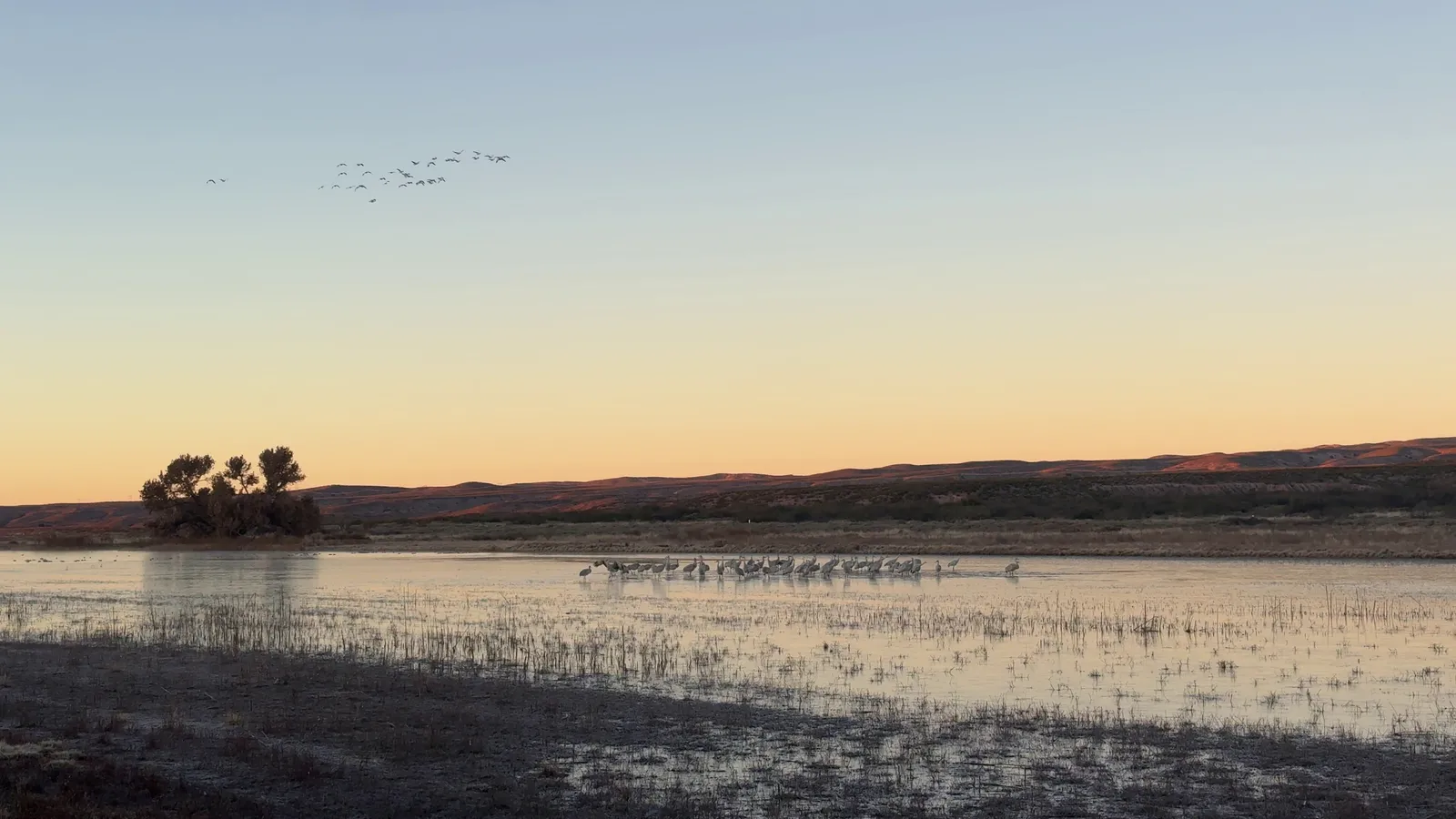 Photograph of Cranes8 at Bosque Del Apache National Wildlife Refuge, New Mexico.