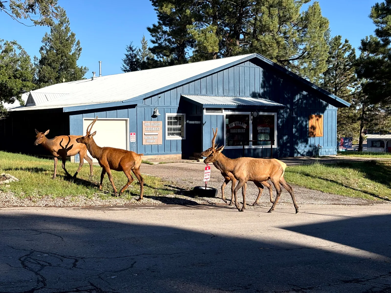 Photograph of Deer at Cloudcroft, New Mexico.