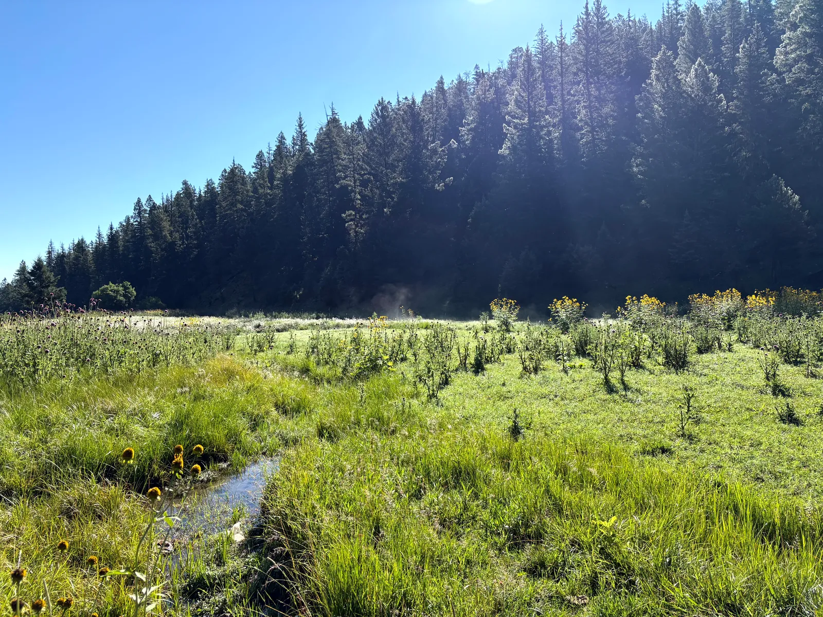 Photograph of Fields at Lincoln National Forest, New Mexico.