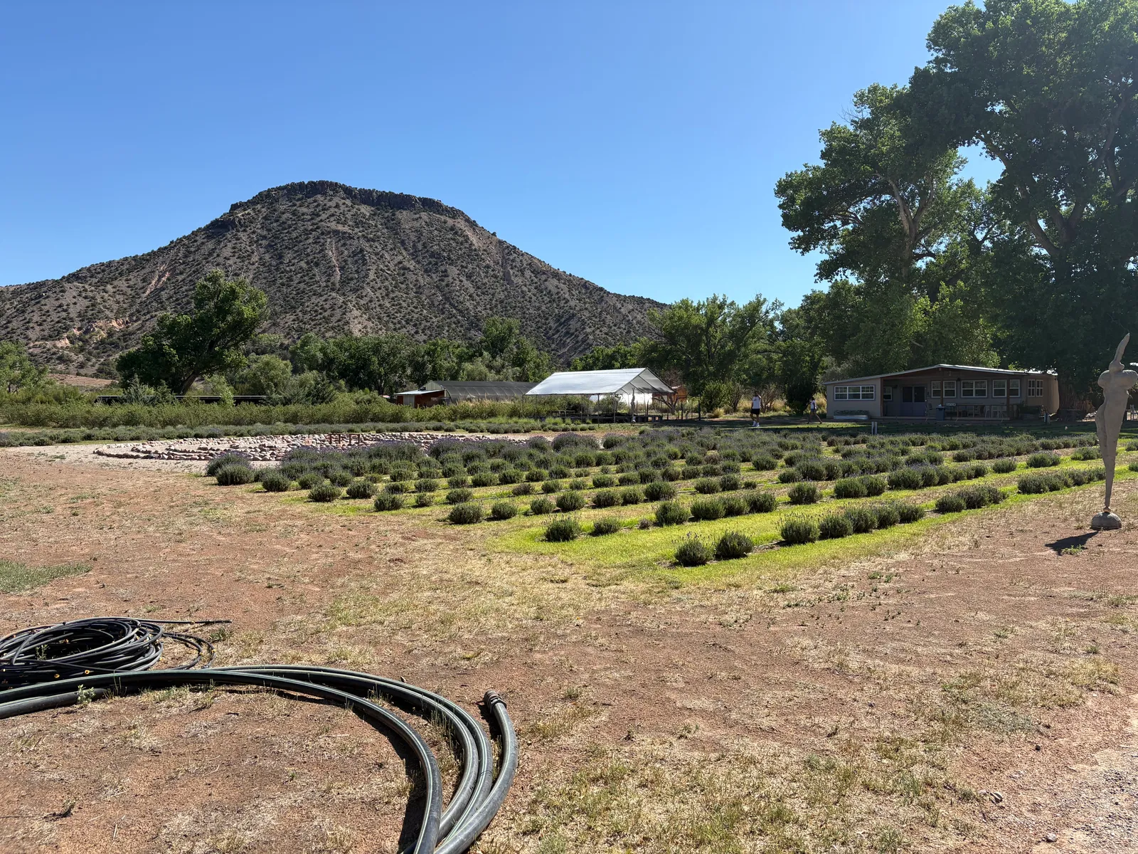 Purple Adobe Lavender Farm