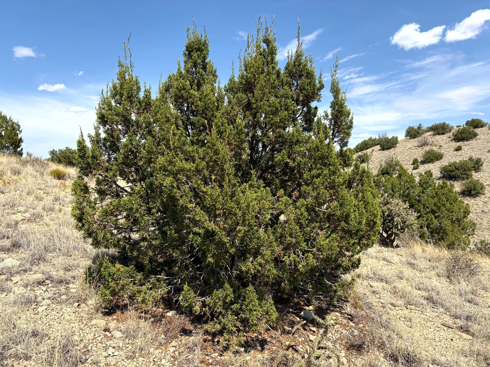 Photograph of Park4 at Cerrillos Hills State Park, New Mexico.