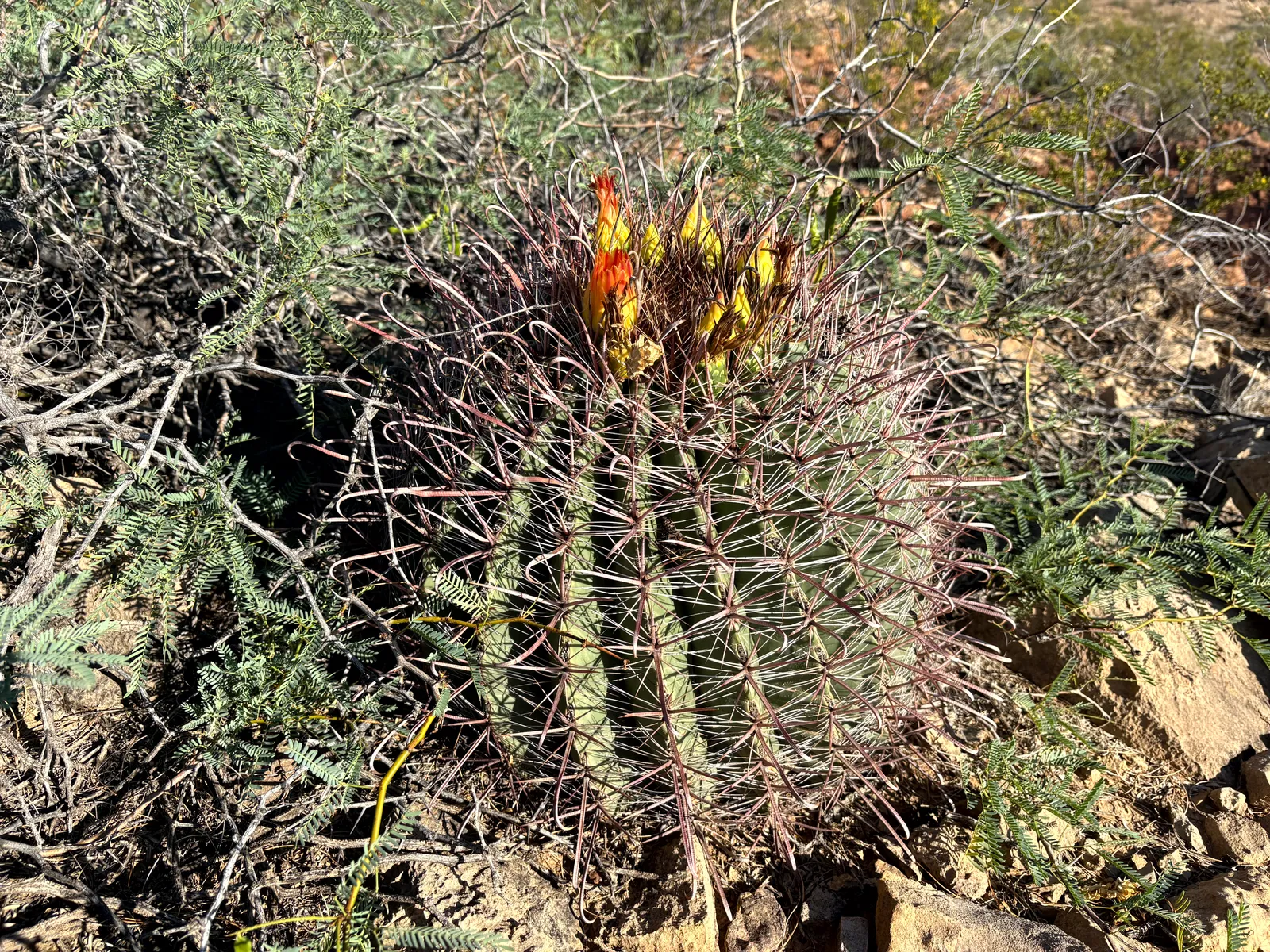 Photograph of Plants2 at Prehistoric Trackways National Monument, New Mexico.