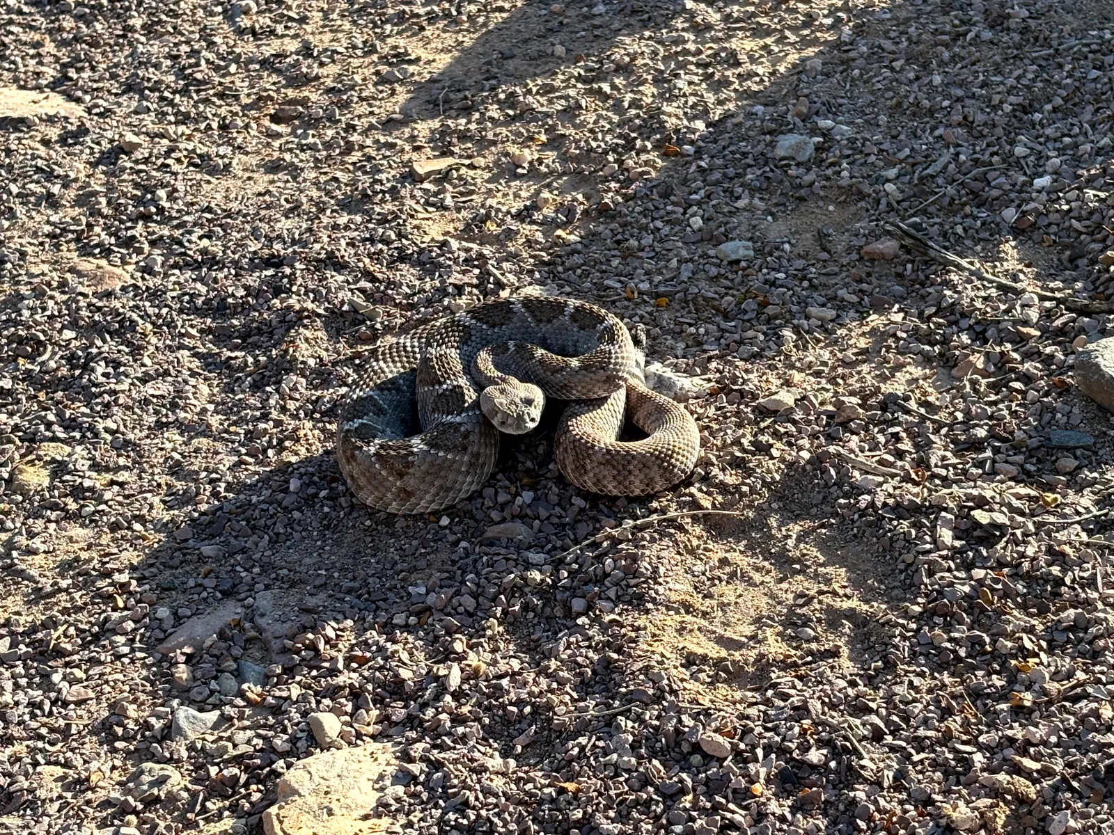 Photograph of Rattle at Prehistoric Trackways National Monument, New Mexico.