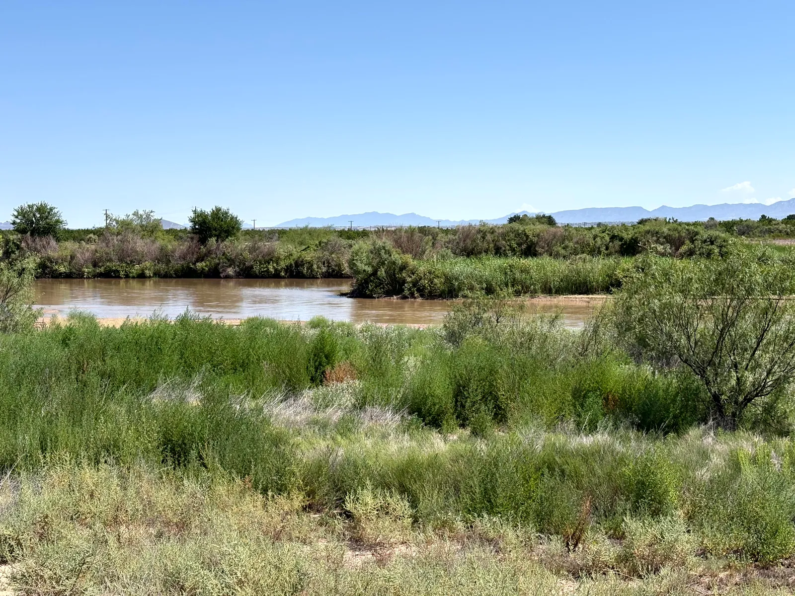 Photograph of River at Mesilla Valley Bosque State Park, New Mexico.