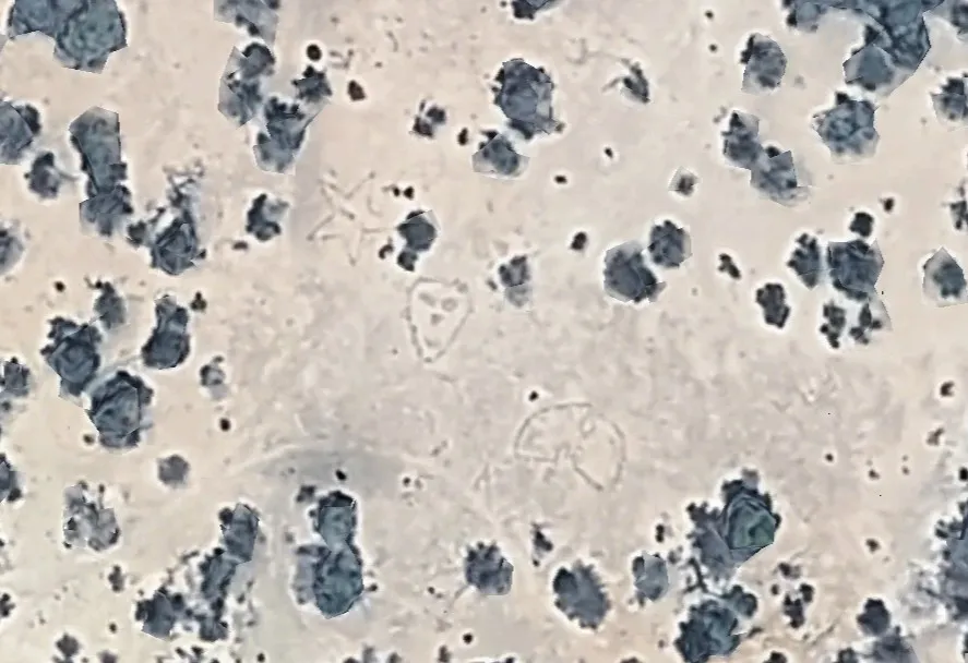 Hart Canyon near the alleged Aztec UFO crash site