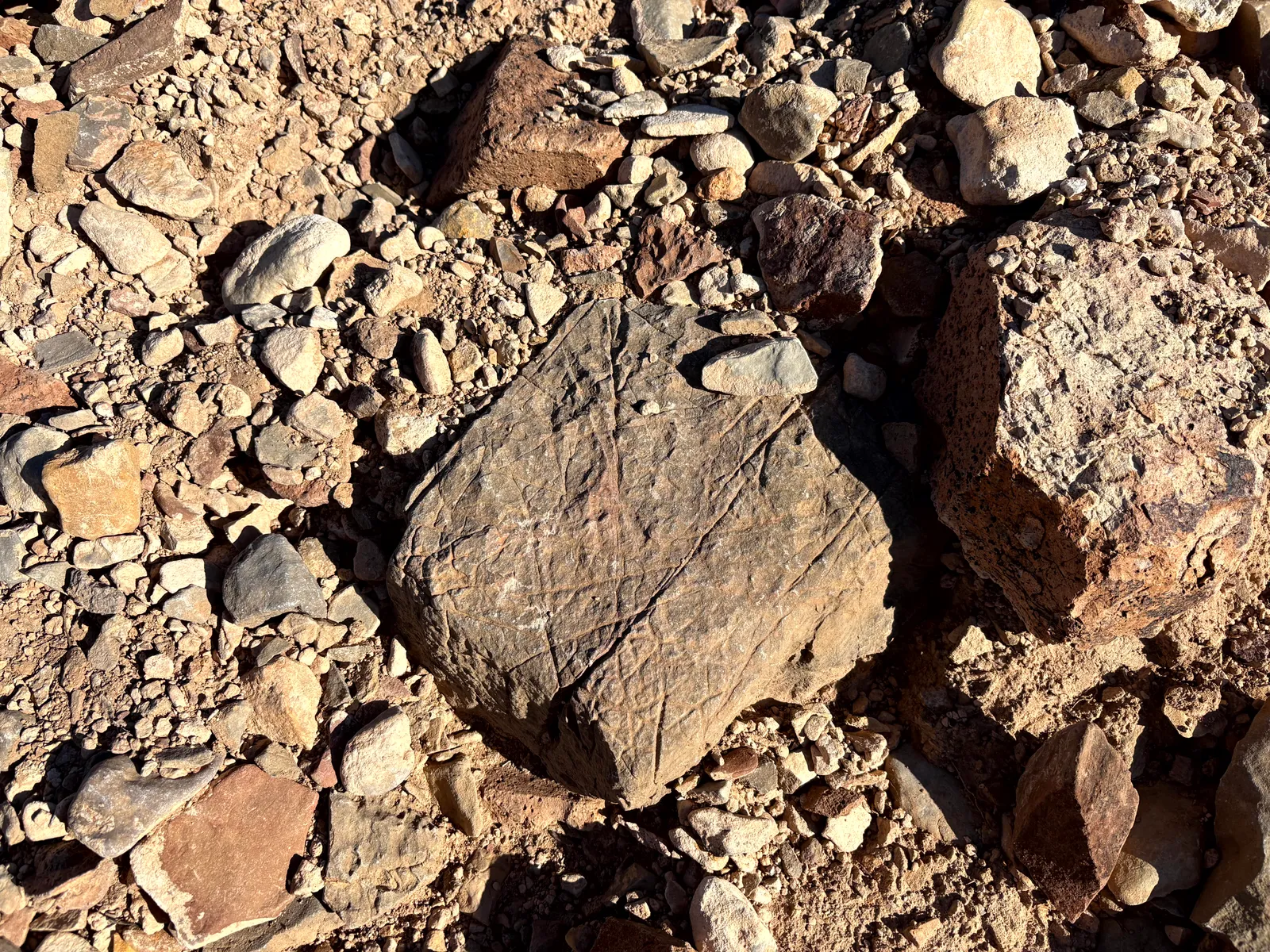 Photograph of Tracks at Prehistoric Trackways National Monument, New Mexico.