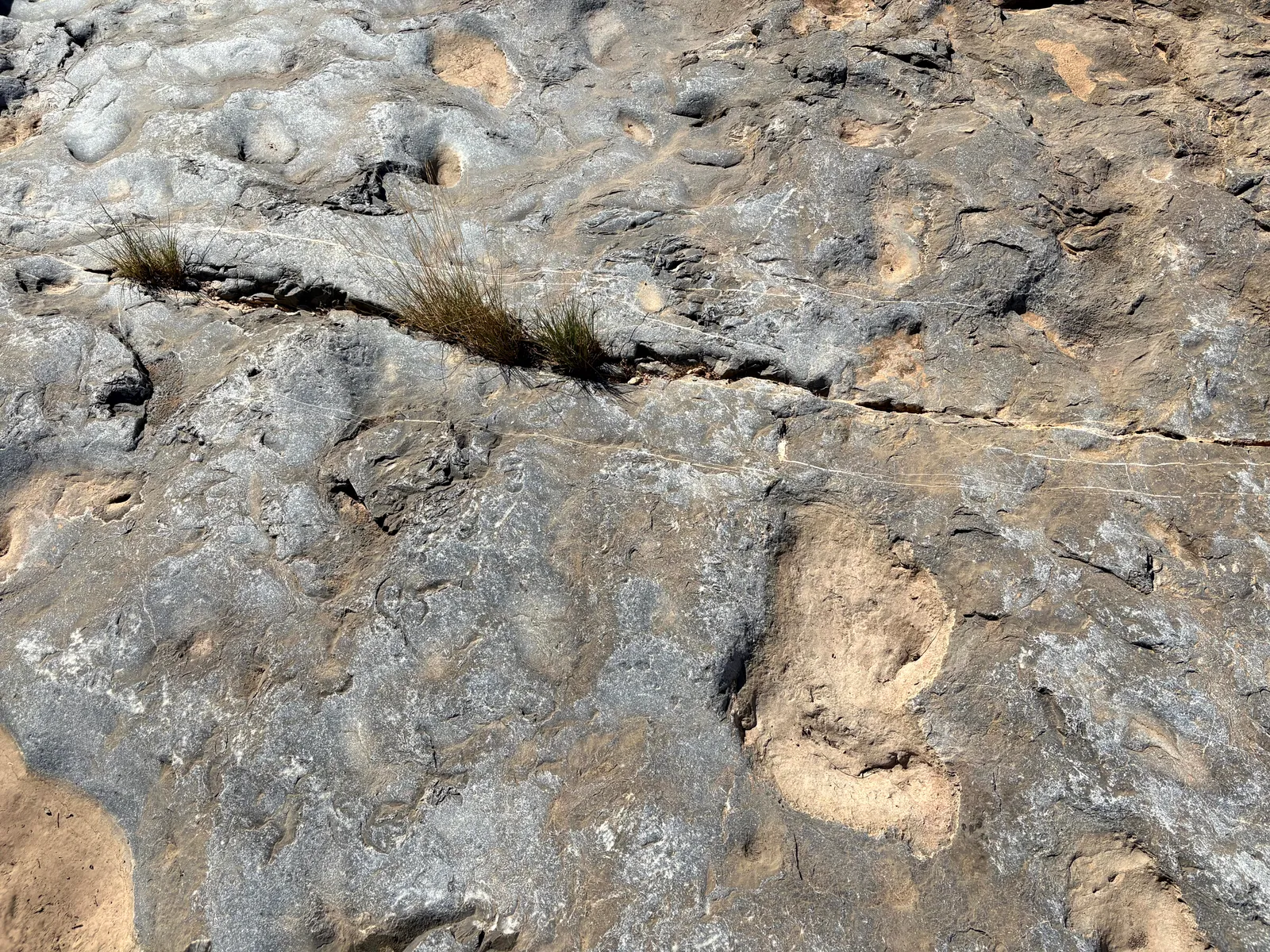 Photograph of Tracks3 at Prehistoric Trackways National Monument, New Mexico.