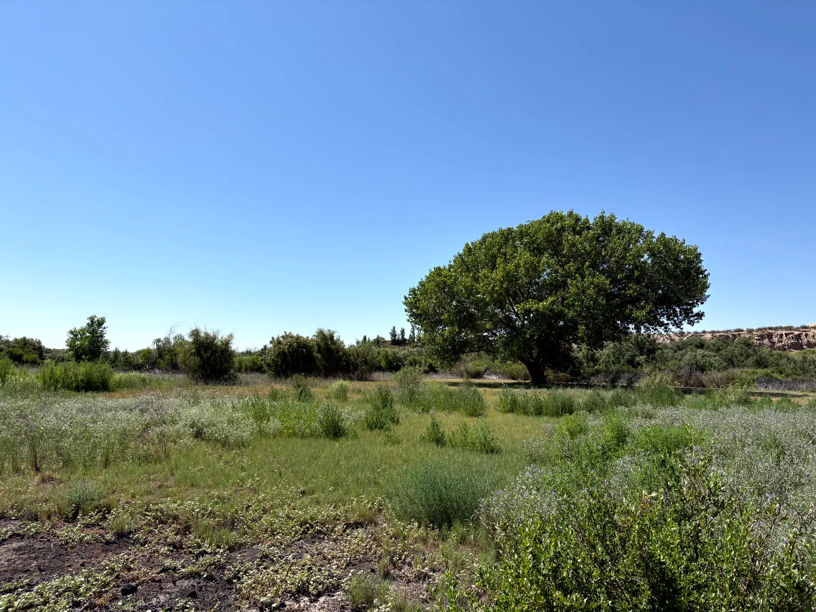 Photograph of Trail at Mesilla Valley Bosque State Park, New Mexico.