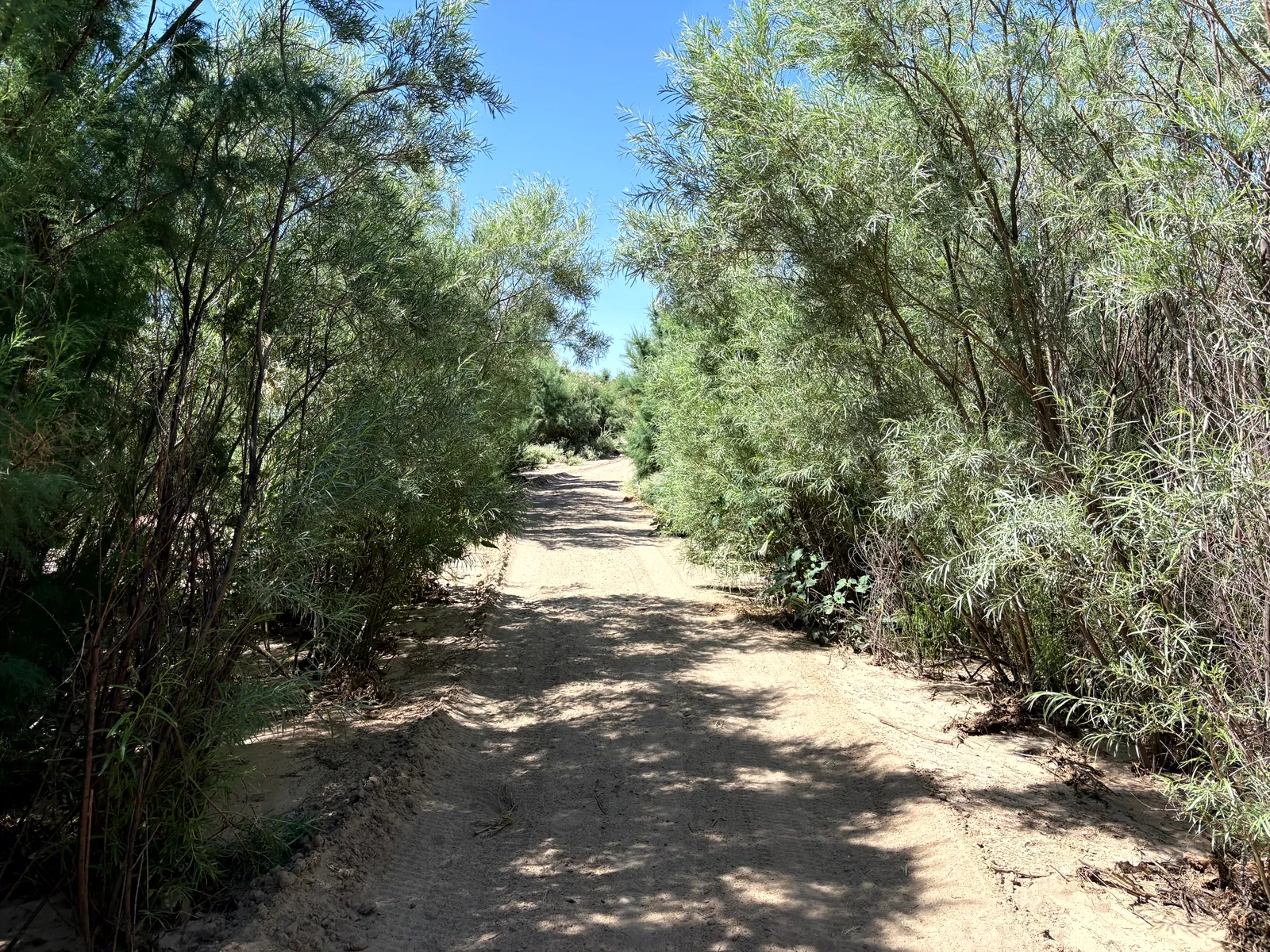 Photograph of Trail2 at Mesilla Valley Bosque State Park, New Mexico.