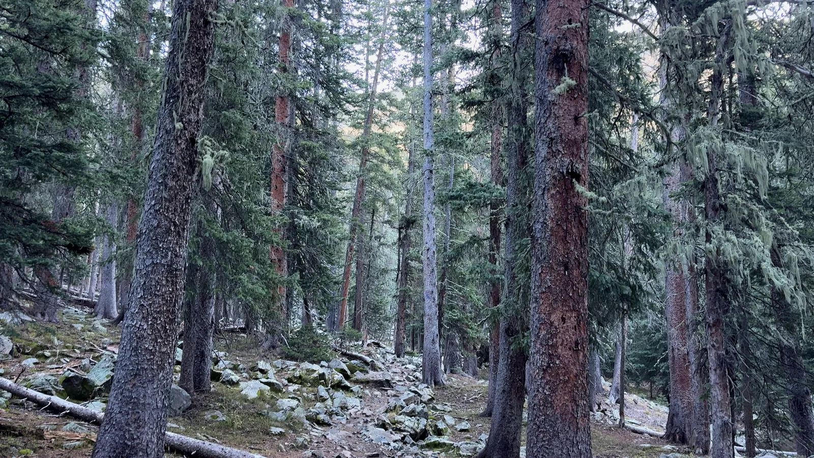 Photograph of Wheeler2 at Wheeler Peak, New Mexico.