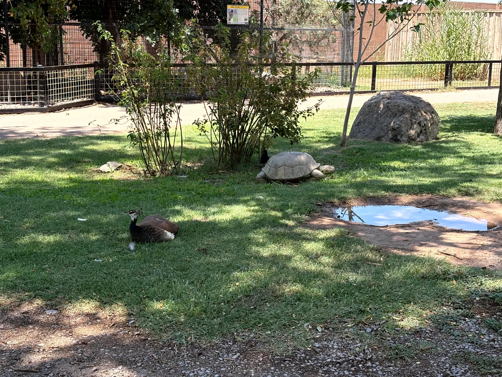 Photograph of Zoo2 at Alamogordo, New Mexico.